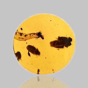 Puede incluir: Una pieza redonda de ámbar de color amarillo dorado, con varias inclusiones de insectos fosilizados. Los insectos, de color marrón oscuro, están bien conservados en la resina translúcida. El ámbar presenta un tono cálido y dorado.