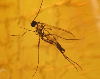 Cecidomyiidae (Gall Midge), Fossil Inclusion in Baltic Amber