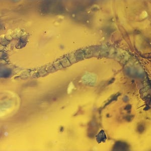 Diplopoda (Millipede), Fossil insect inclusion in Burmese Amber
