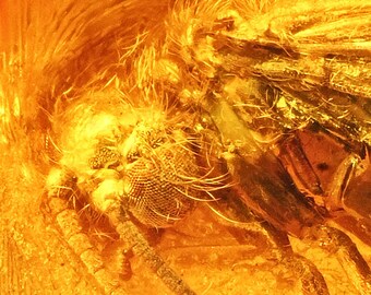 Detailed Trichoptera (Caddisfly), Fossil Inclusion in Baltic Amber