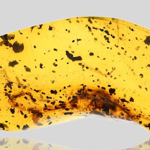 Puede incluir: Una pieza de ámbar de color amarillo-anaranjado, que contiene inclusiones oscuras y un insecto visible. El ámbar tiene una superficie lisa y pulida y está sobre un fondo gris claro. Las inclusiones son de varios tamaños.
