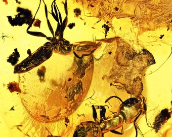 Two Detailed Aculeata, Formicidae (Ant), Fossil Inclusion in Baltic Amber