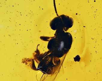 Rare Anthophila (Stingless Bee), Fossil Inclusion in Dominican Amber