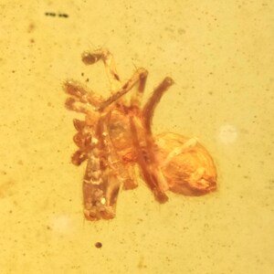 Running air in water bubble, Spider Araneae and More. Fossil inclusion in  Ukrainian Rovno amber #10952R