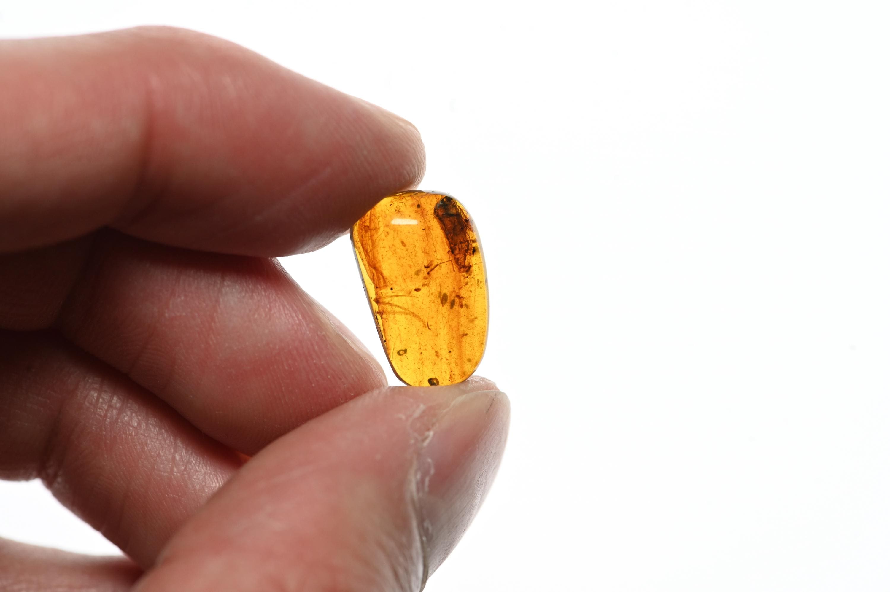 ビルマ産琥珀に含まれる希少な鳥類の羽毛の化石 - Etsy 日本