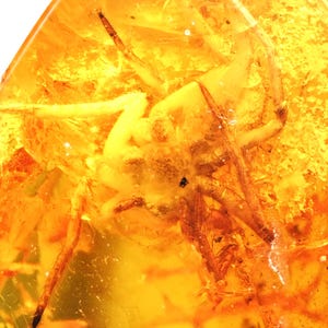 Detailed Araneae (Spider), Fossil Inclusion in Baltic Amber