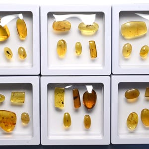 GENUINE Fossil Insect Inclusion in Burmese amber kit - 5 pieces, Loupe, + COA