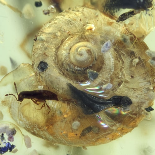 ビルマ産琥珀に含まれる珍しいサソリの肢（ハサミ）、昆虫の化石