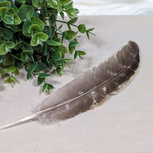 Peut inclure: Une seule plume brune avec une hampe blanche, posée sur une surface en tissu beige. Une plante verte feuillue se trouve en arrière-plan.