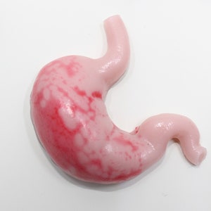 Anatomically Correct Solid Resin Miniature Organs.
