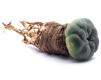 Peyote (Lophophora williamsii), pianta psicoattiva, allucinogena. Fotografia Fine Art