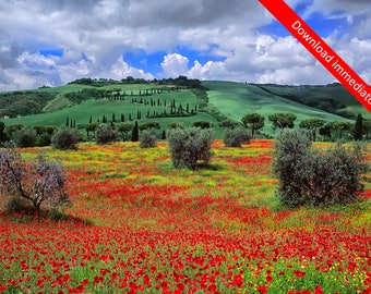 Immagine delle Crete Senesi, Toscana, Italia. Papaveri, colline e campi di grano. Fotografia Fine Art. File digitale con Download immediato