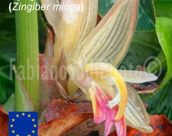 1 wortelstok van myoga of Japanse gember (Zingiber mioga). Knapperige, geurige knoppen voor sushi en soepen.