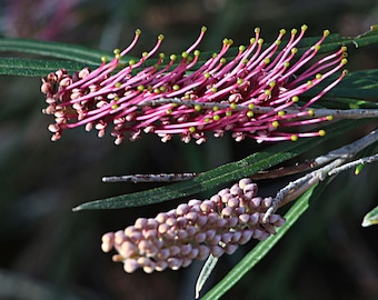 ONE Grevillea Asplenfolia RARE 5gal  Blooming Plant