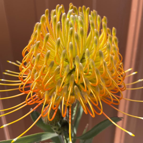 ONE eucospermum Brandi Dela Cruz Hybrid New Protea 5gal Blooming LIVE ROOTED Plant