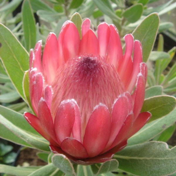 ONE Protea Pink Ice Live Rooted 1gal Potted Plant