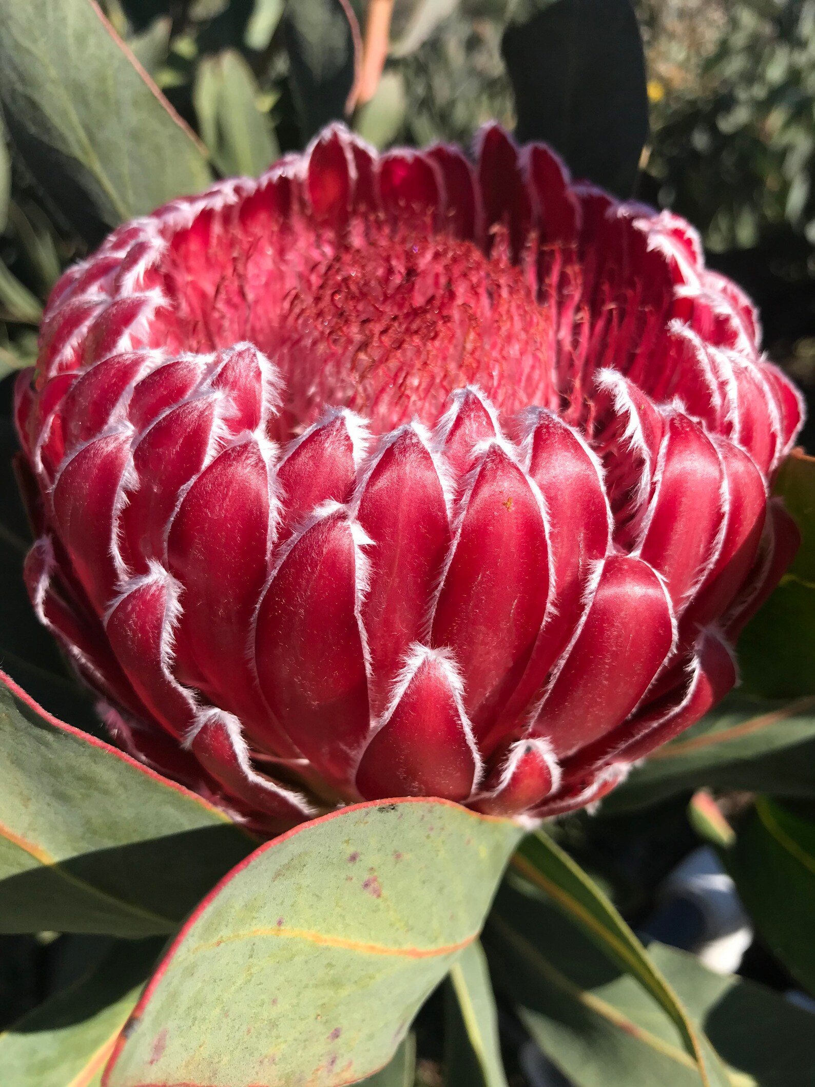 ONE Protea Empress New Variety Live Rooted 1gal Potted Plant Etsy