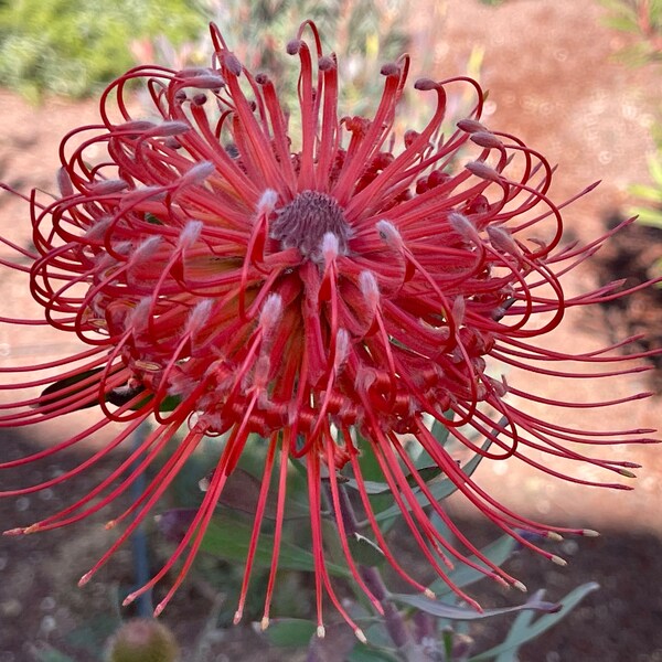 One Leucospermum Protea Blanch Ito 5gal Potted Plant