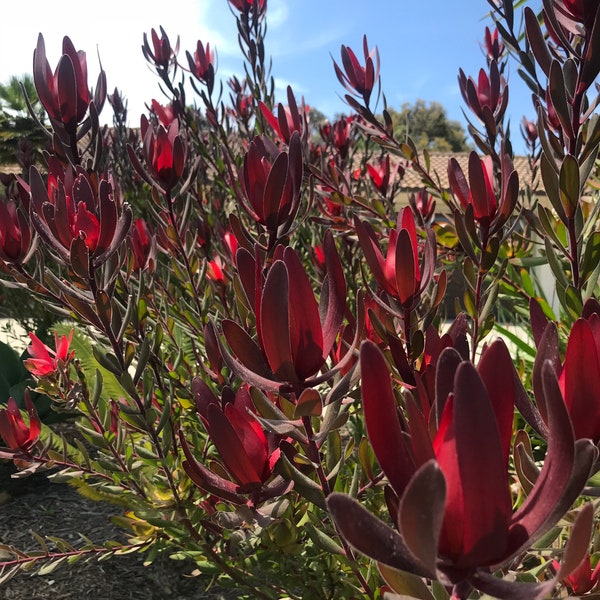 ONE Leucadendron Safari Sunset  1gal LIVE ROOTED Plant