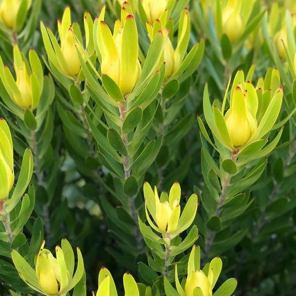 ONE Leucadendron Goldstrike Protea 1gal LIVE ROOTED Plant