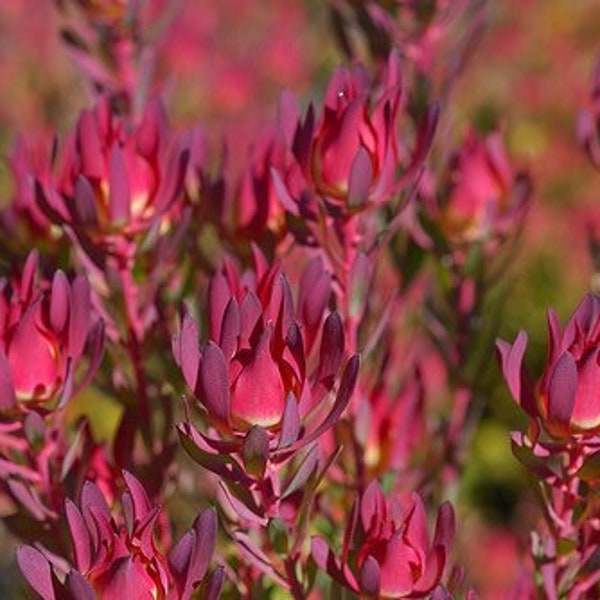 ONE Leucadendron Winter Red Protea 1gal LIVE ROOTED Plant