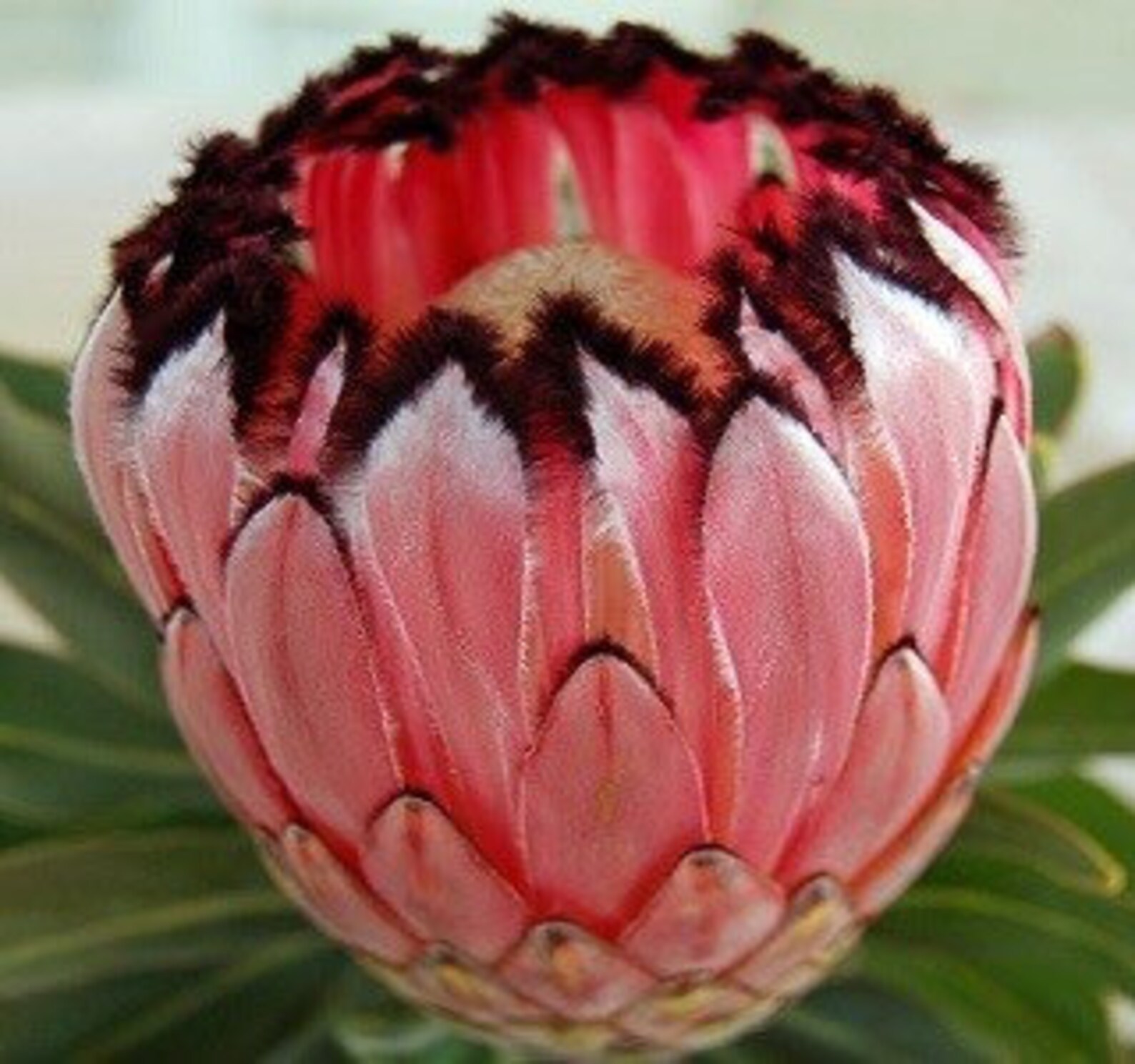 ONE Protea Pink Mink Live Rooted 1gal Potted Plant Etsy