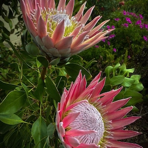 ONE King Protea Pink Established in 1gal pot size