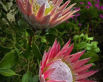 ONE King Protea Pink Established in 1gal pot size
