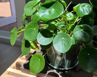 Pilea peperomioides, Chinese Money, UFO plants in 1gal pot