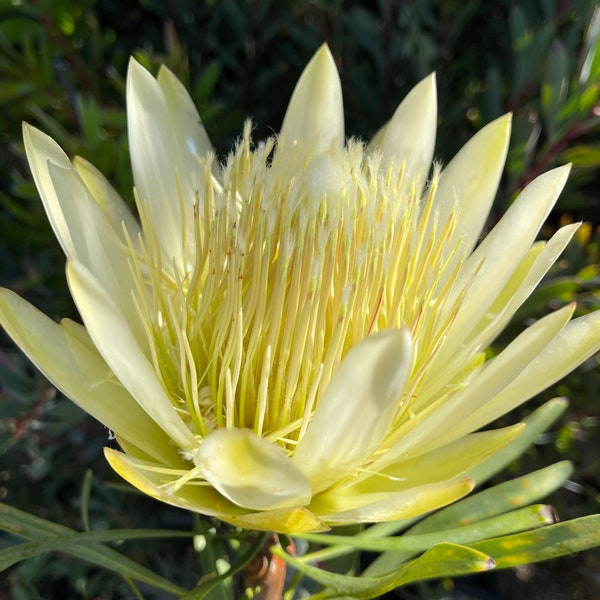 ONE Protea Repens ( White)  Live Rooted 1gal Potted Plant