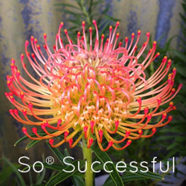 Leucospermum So Successful Blooming 1gal Potted Live Plant