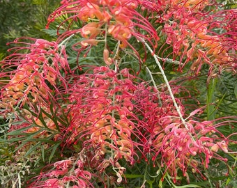 ONE Grevillea Superb RARE 5gal Blooming Blooming Plant