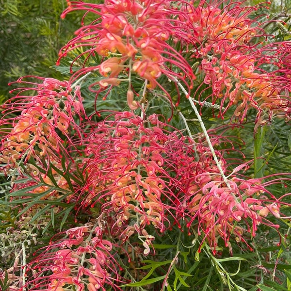 ONE Grevillea Superb RARE 5gal Blooming Blooming Plant