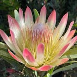 ONE Protea Repens 1gal Established Protea Plant