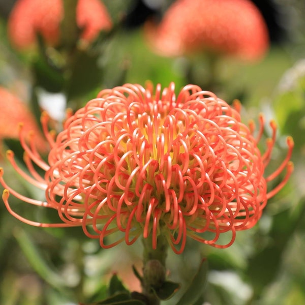 ONE Leucospermum Flame Giant Protea LIVE ROOTED Plant 5gal Pot