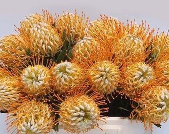 ONE Leucospermum Goldie Protea 1gal LIVE ROOTED Plant