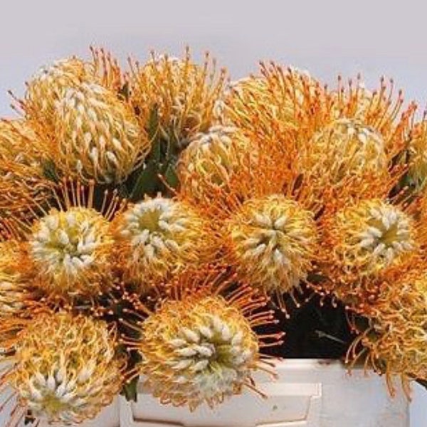 ONE Leucospermum Goldie Protea 1gal LIVE ROOTED Plant