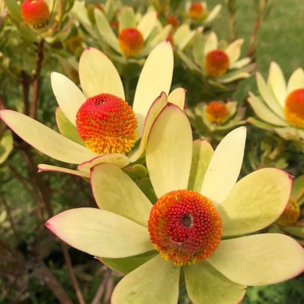 ONE Leucadendron Discolor Bom Bom  1gal LIVE ROOTED Plant