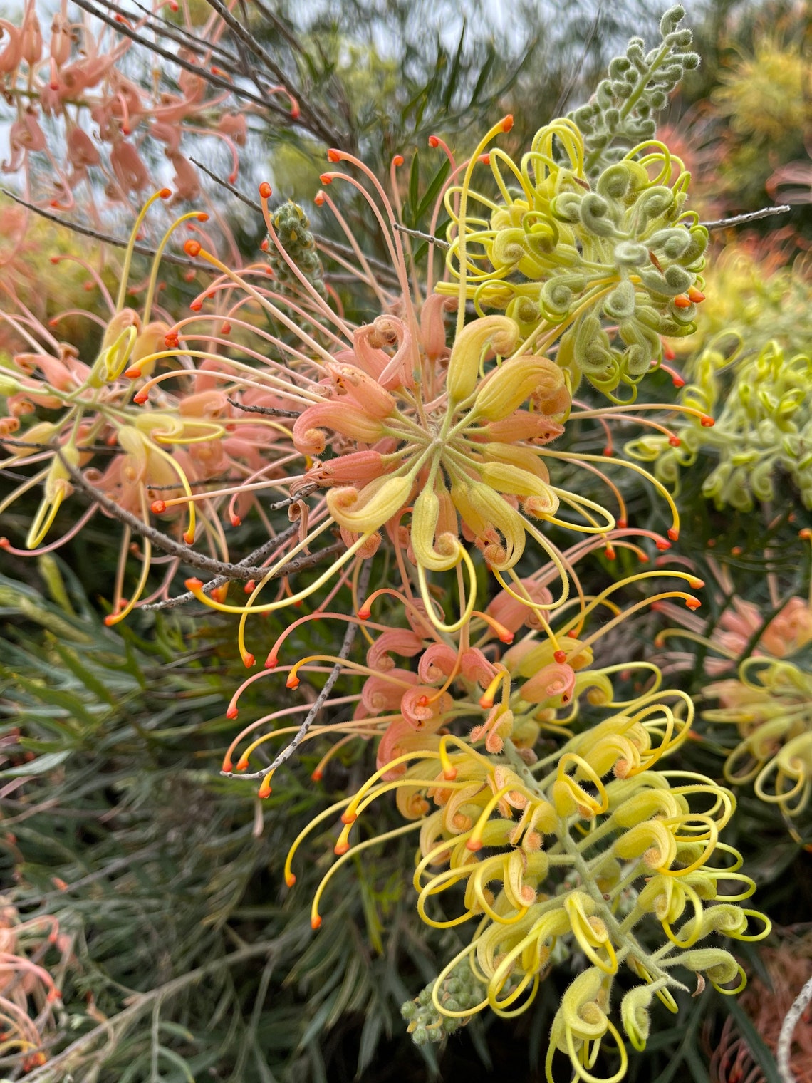 ONE Grevillea Peaches and Cream 1gal LIVE ROOTED Plant Etsy