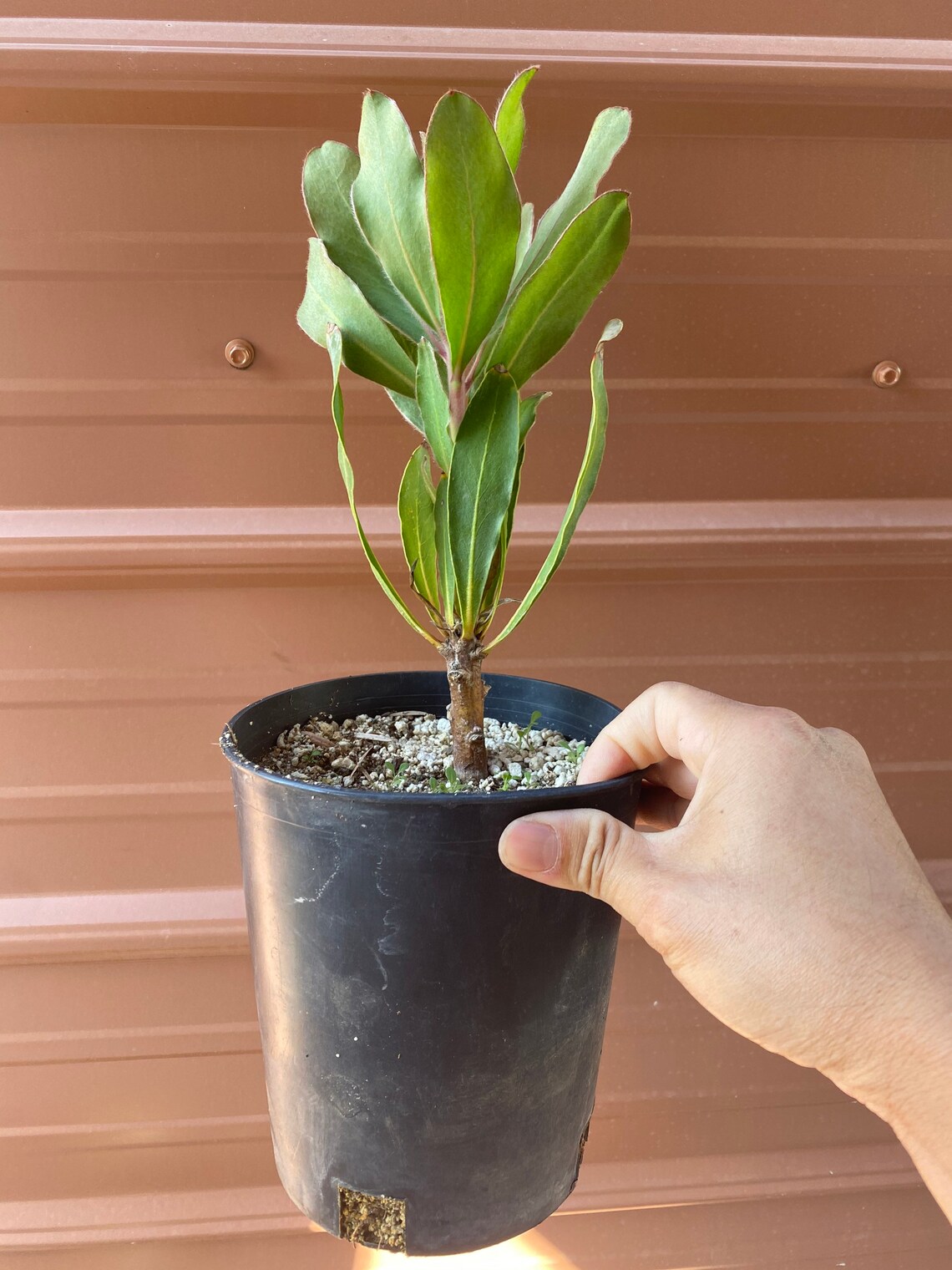 ONE Protea Empress New Variety Live Rooted 1gal Potted Plant Etsy