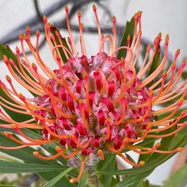 One Leucospermum Tango 5gal Potted Blooming Plant