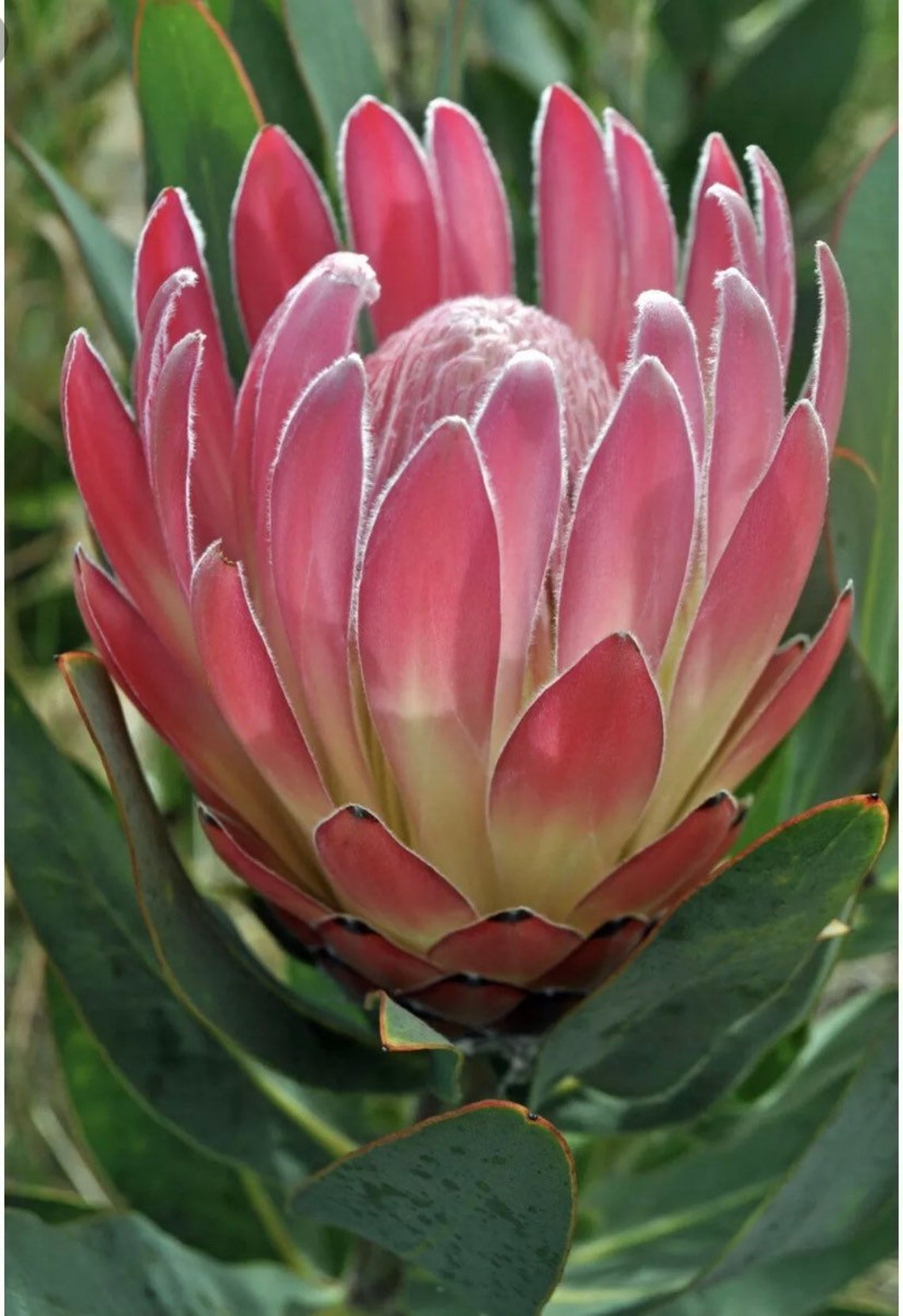 ONE Protea Sylvia Live Rooted 1gal Potted Plant Etsy