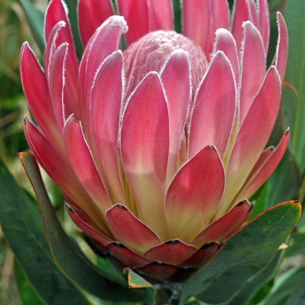 ONE Protea Brenda Live Rooted 1gal Potted Plant