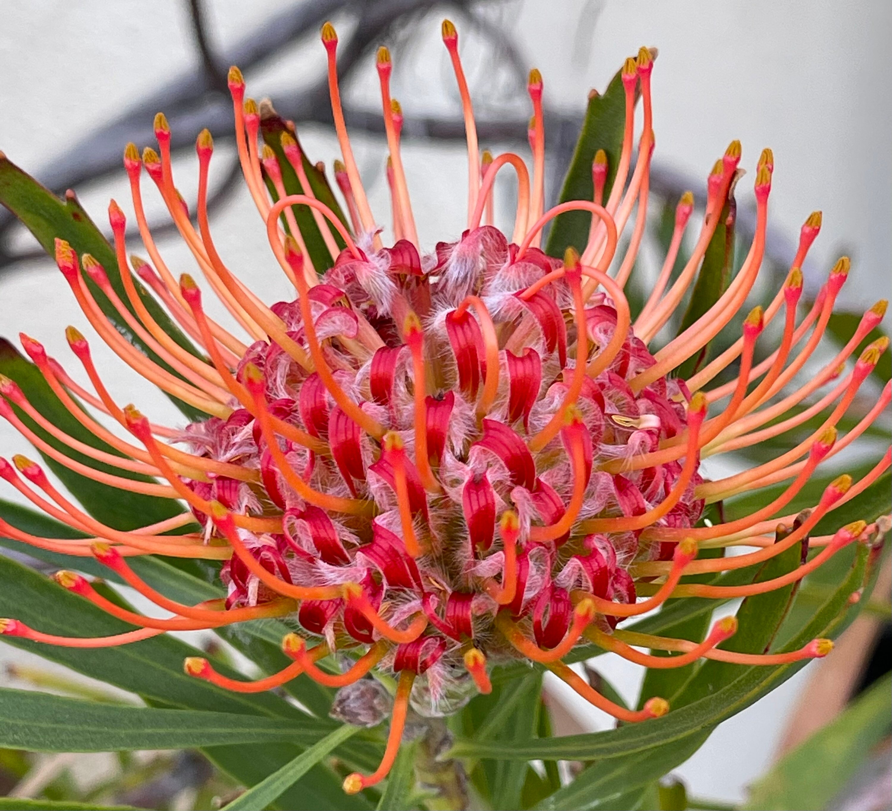 ONE Leucospermum Tango Protea 1gal LIVE ROOTED Plant | Etsy