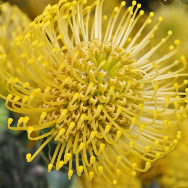 ONE Leucospermum High Gold Protea 5gal LIVE BLOOMING Plant