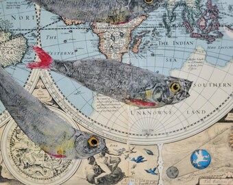 Sardines of the World, Antique Map Print