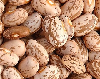 PINTO BEANS organic seeds non-GMO for planting and grow Buy more - Save more