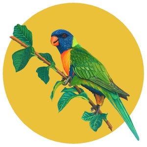 Rainbow Lorikeet