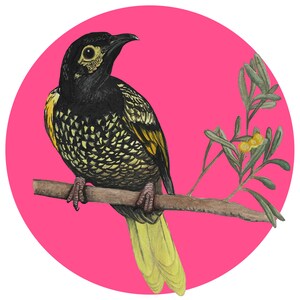 Regent Honeyeater gift card