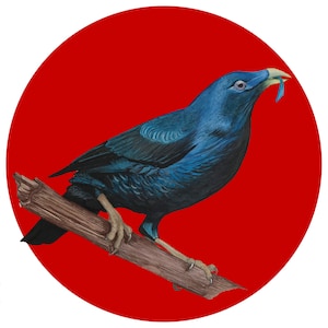 Satin Bowerbird